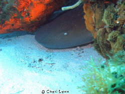 No escape.  Taken on the Columbia Shallows, Cozumel, MX w... by Cheri Denn 